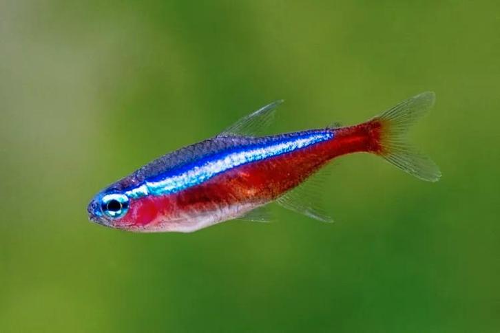 Paracheirodon Axelrodi – Kardinaal Tetra. Locatie Heerlen NL, Dieren en Toebehoren, Vissen | Aquariumvissen, Zoetwatervis, Vis