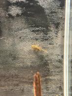 Wabenmuncher borstelneus, Vis, Zoetwatervis, Schoolvis