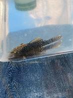 Borstel neus, Animaux & Accessoires, Poissons | Poissons d'aquarium, Autres types, Poisson d'eau douce