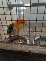 Caïque mâle, Mannelijk