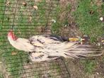 Koppel PARROT BEAK ASEEL LONG TAIL, zie beschrijving, Dieren en Toebehoren