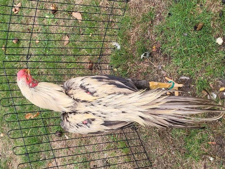 Koppel PARROT BEAK ASEEL LONG TAIL, zie beschrijving, Dieren en Toebehoren, Pluimvee
