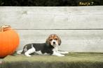 Prachtige Beagle pups, België, Beagle, CDV (hondenziekte), 8 tot 15 weken