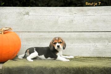 Prachtige Beagle pups  beschikbaar voor biedingen