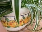 Chlorophytum comosum - 'Variegatum' & pot ceramique, Maison & Meubles, Plantes d'intérieur, Ombre partielle, En pot, Plante verte