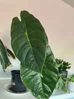 Alocasia golden bone, Huis en Inrichting, Ophalen