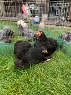 Cochin krie duo zwart wit gepareld, Dieren en Toebehoren, Pluimvee, Meerdere dieren, Kip