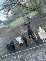 5 geiten, Dieren en Toebehoren, Schapen, Geiten en Varkens, Vrouwelijk, Geit, 6 jaar of ouder