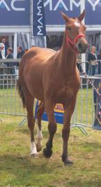 Pouliche, Dieren en Toebehoren, Paarden, Merrie, Minder dan 160 cm, Gechipt, 0 tot 2 jaar