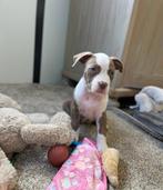 Knappe Amerikaanse Stafford ( teefje ), België, CDV (hondenziekte), 8 tot 15 weken, American Staffordshire Terriër