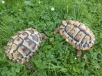 Tortue Hermann, Animaux & Accessoires, Reptiles & Amphibiens, Tortue