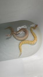 Blue eyed lucy en pastel albino, beide vrouwtjes, Slang, Tam, 3 tot 6 jaar