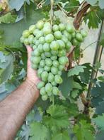 druivenstruik zoete witte  druiven, Plein soleil, Enlèvement ou Envoi, Ne fleurit pas, Plantes fruitières