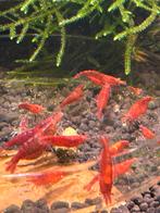 Sakura red garnalen, Dieren en Toebehoren