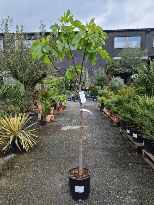 Vijgenboom Ficus Carica 'Verdino', Jardin & Terrasse, Plantes | Arbres fruitiers, Figuier, Ombre partielle, Enlèvement