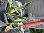 Agave-baby's, Ophalen, Vaste plant, Overige soorten, Volle zon