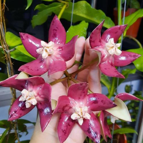 Hoya Imperialis Red hele plant, Huis en Inrichting, Kamerplanten, Overige soorten, Halfschaduw, Verzenden