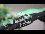 Gastropholis prasina 1.1, Dieren en Toebehoren, Reptielen en Amfibieën, Hagedis, Tam, 0 tot 2 jaar