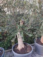 Olijfbomen Olea Europaea beschikbaar tijdens het Paasweekend, En pot, Olivier, Plein soleil, Printemps