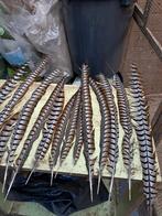 Fazanten pluimen, Dieren en Toebehoren, Pluimvee