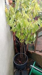Lot van 9 laagstam Fruitbomen tekoop!, Tuin en Terras, Halfschaduw, Overige soorten, 100 tot 250 cm, Zomer