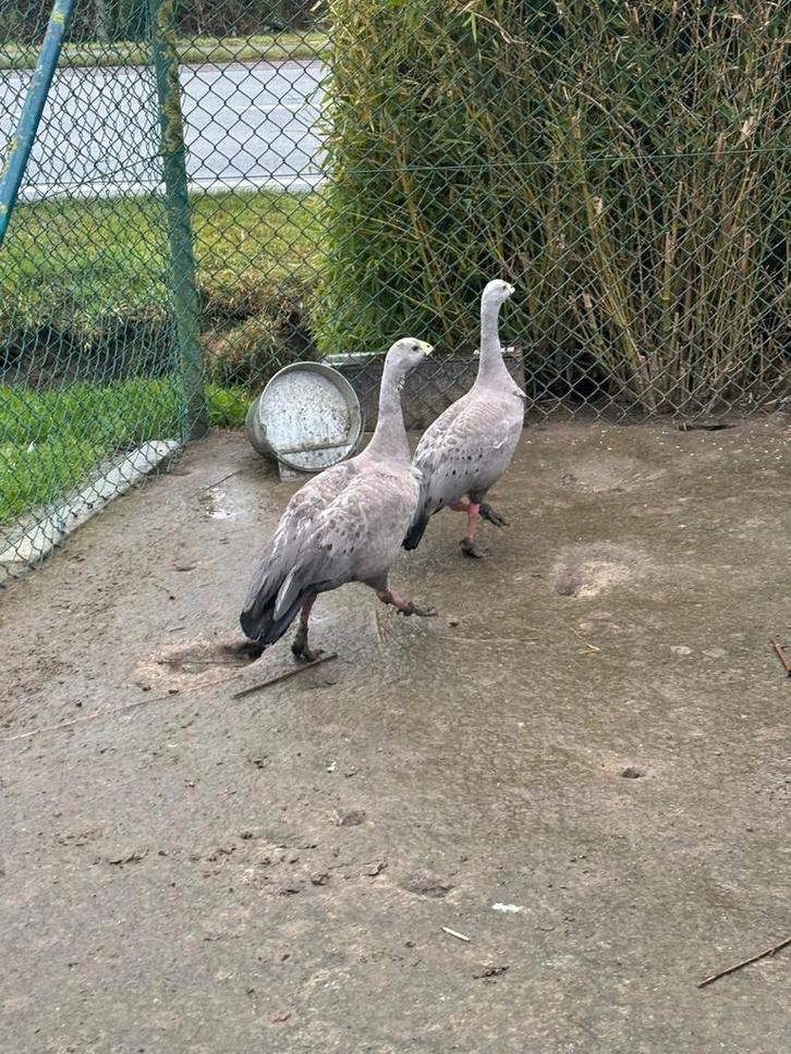 Kweekkoppel cereopsis ganzen, Animaux & Accessoires, Volatiles, Oie ou Cygne, Plusieurs animaux