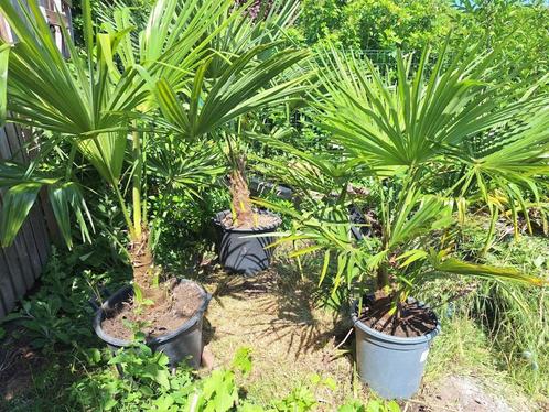 palmbomen, Tuin en Terras, Planten | Bomen, Palmboom, Zomer, In pot, Ophalen