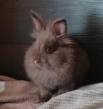 Leeuwenkopje rammetje., Dieren en Toebehoren, Konijnen, Mannelijk, Dwerg, 0 tot 2 jaar