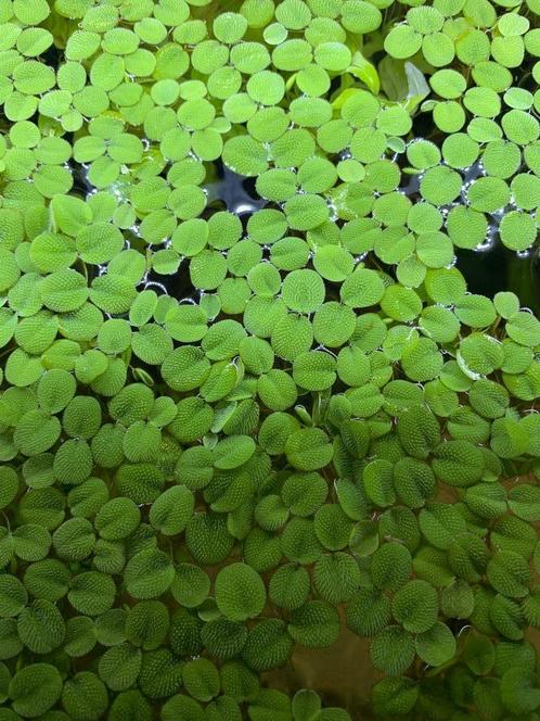 Salvinia Minima drijfplant voor aquarium, Dieren en Toebehoren, Vissen | Aquaria en Toebehoren, Nieuw, Plant(en), Steen of Hout