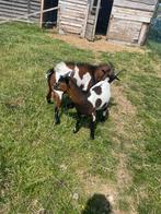Geitenbokjes, Dieren en Toebehoren, Schapen, Geiten en Varkens, Mannelijk, Geit, 0 tot 2 jaar