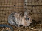 Konijnen, Dieren en Toebehoren, Konijnen, Geslacht onbekend, Middelgroot, 0 tot 2 jaar