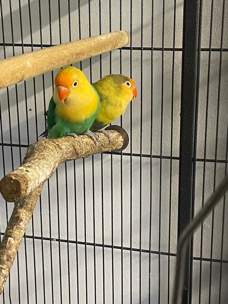 agapornis dwergpapegaai koppel + kooien en eten. Doe een bod, Animaux & Accessoires, Oiseaux | Perruches & Perroquets, Perroquet nain ou Inséparable