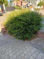Buxus, Tuin en Terras, Planten | Tuinplanten, Ophalen