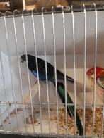 rosella, Vrouwelijk, Geringd