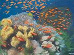 olieschilderij koraalrif (60x80 cm), Ophalen of Verzenden