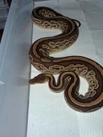 Bongo cinnamon het clown 0.1, Serpent, 3 à 6 ans