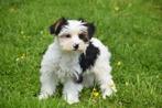 Biewer Yorkshire terrier pups, Overige rassen, 8 tot 15 weken, Buitenland, CDV (hondenziekte)