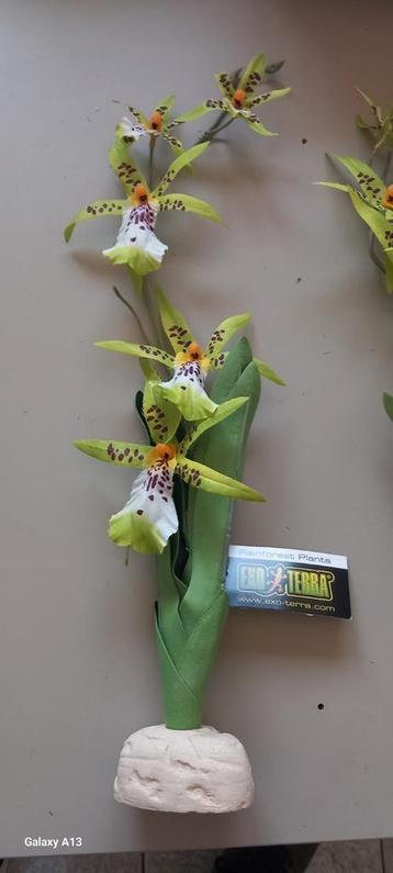 Exo terra spider orchid beschikbaar voor biedingen