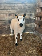 Kerry Hill ram lam, Dieren en Toebehoren, Schapen, Geiten en Varkens, Mannelijk, Schaap, 0 tot 2 jaar
