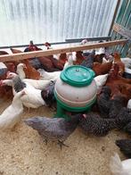 traditionele kippen in 7 kleuren en rassen vanaf 9 euro, Dieren en Toebehoren, Pluimvee, Vrouwelijk, Kip