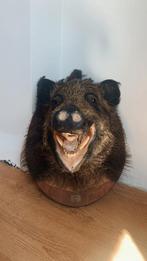 Opgezette zwijnenkop, Ophalen, Gebruikt