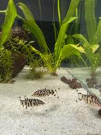 Botia lohachata, Dieren en Toebehoren, Vissen | Aquariumvissen, Vis, Zoetwatervis, Schoolvis