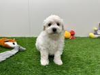 Nestje Bichon Frisé pups, België, Overige rassen, CDV (hondenziekte), 8 tot 15 weken