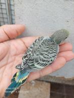 grasparkieten om verder met spuit groot te brengen, Parkiet, Tam