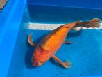 2 Butterfly koi’s : 1 oranje en 1 wit met zwart, Dieren en Toebehoren, Vissen | Vijvervissen