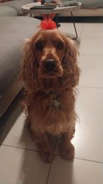 Hondenopvang, Dieren en Toebehoren, Ophalen of Verzenden