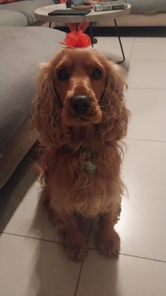 Hondenopvang, Dieren en Toebehoren, Honden-accessoires, Ophalen of Verzenden