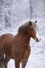 Welsh ruin met papier, Dieren en Toebehoren, Ruin, Onbeleerd