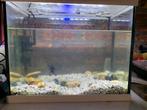 aqurium en een vis, Dieren en Toebehoren, Ophalen, Zo goed als nieuw
