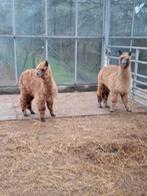 Appaloosa alpaca merries en hengsten,